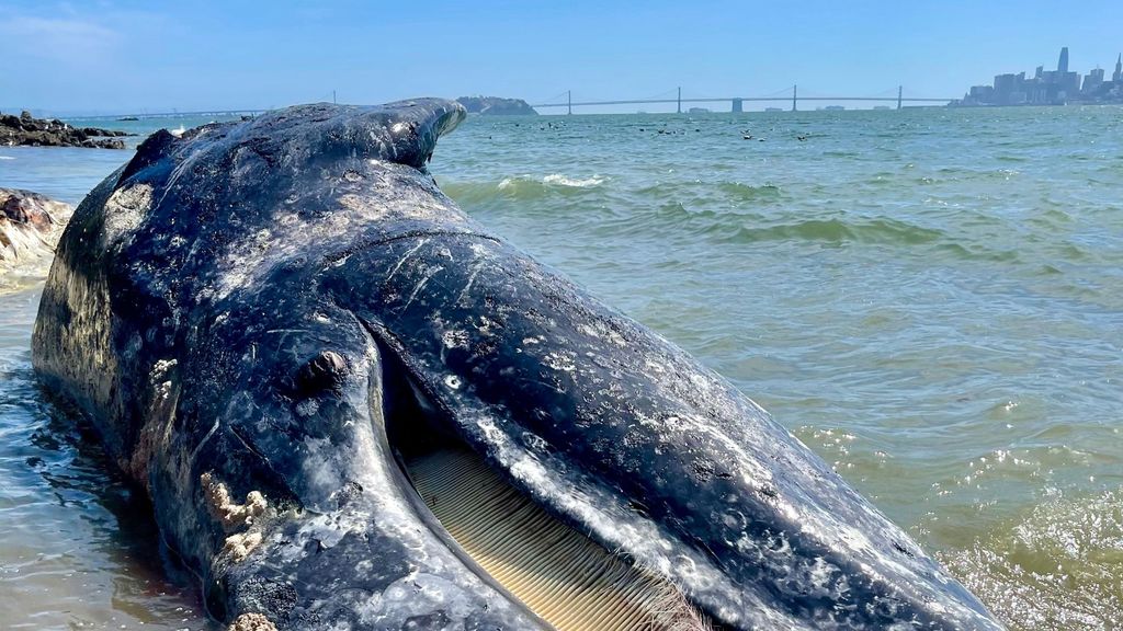 Experts worried after 4 dead gray whales wash up around San Francisco
