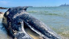 A 37-foot (11.3 meter) subadult male was discovered floating in Berkeley Marina on April 6 and was towed away by boat.