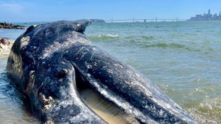 A 37-foot (11.3 meter) subadult male was discovered floating in Berkeley Marina on April 6 and was towed away by boat.