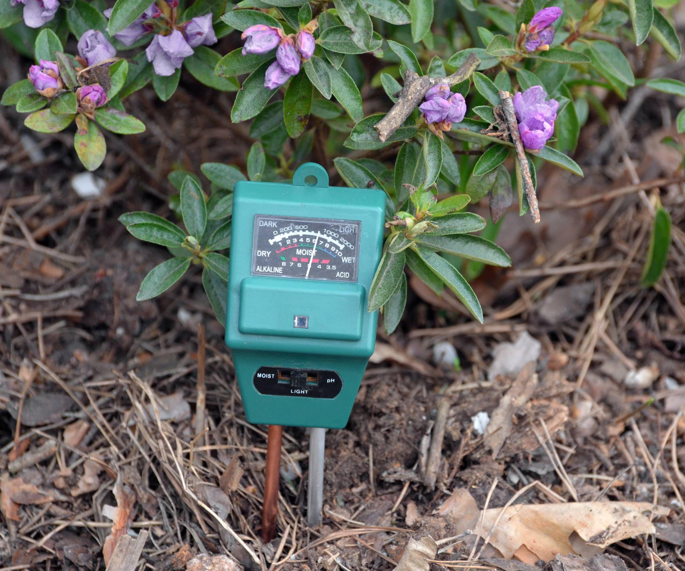 A moisture meter in the ground at the base of a rhododendron shrub