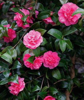 Bright pink flowers and glossy green leaves of a camellia plant