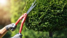 When is the best time to cut topiary