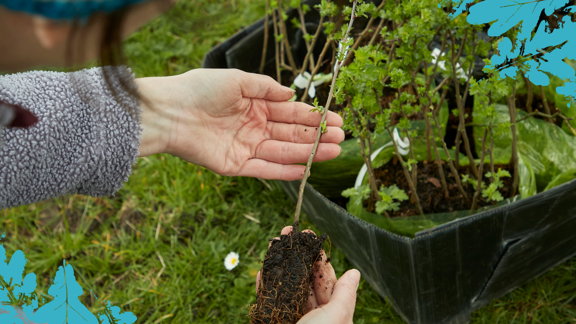 Person holding sapling