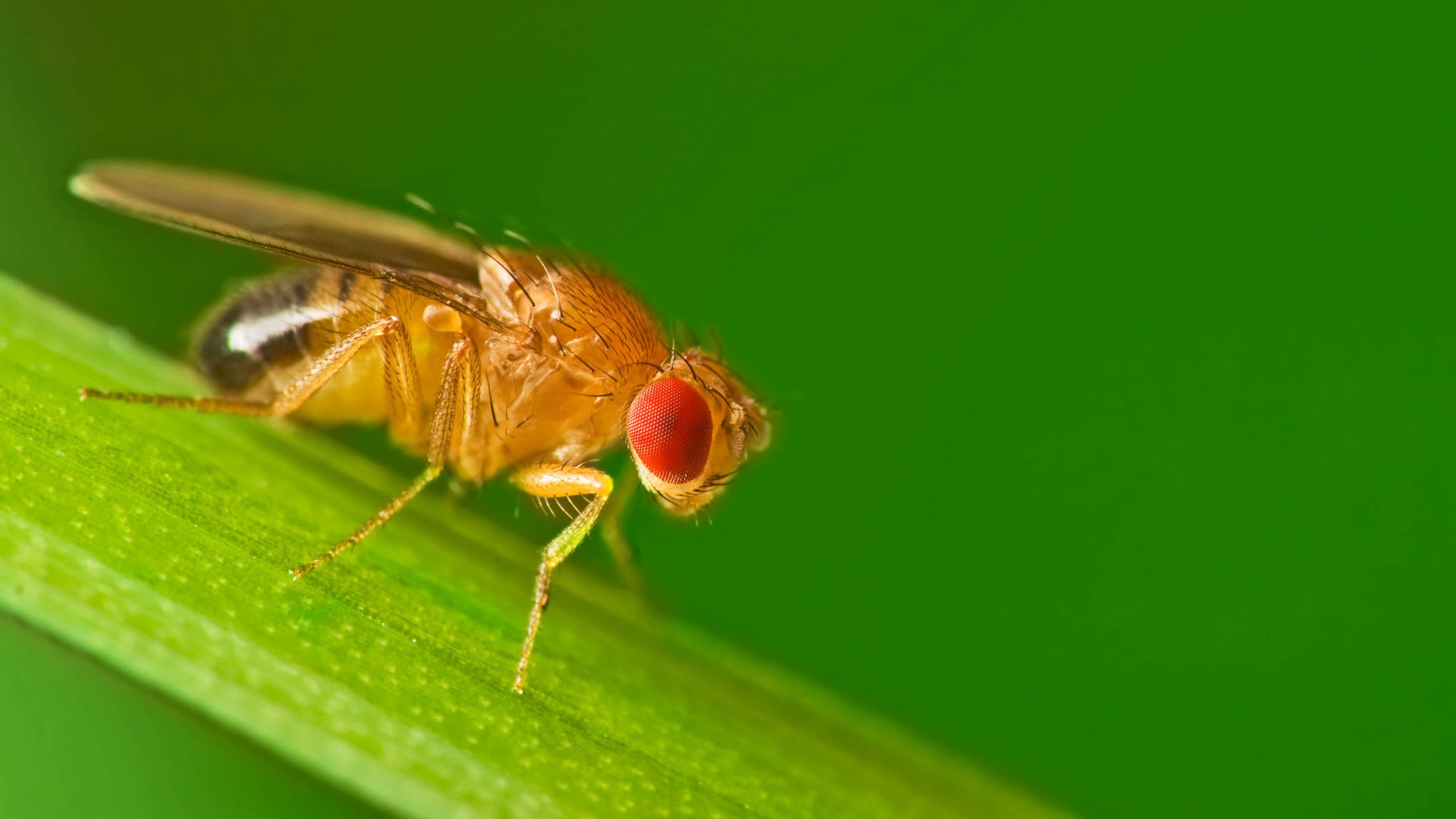 How to tell the difference between fruit flies and drain flies | Tom's ...