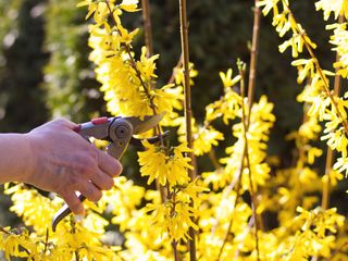 forsythia pruning with secateurs
