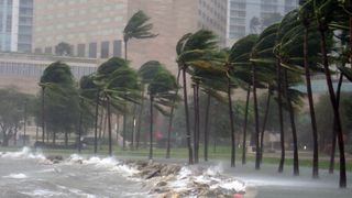 A photo of palm trees along a rough coastline being buffeted by incredibly strong winds