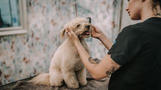 Woman brushing dog's ears