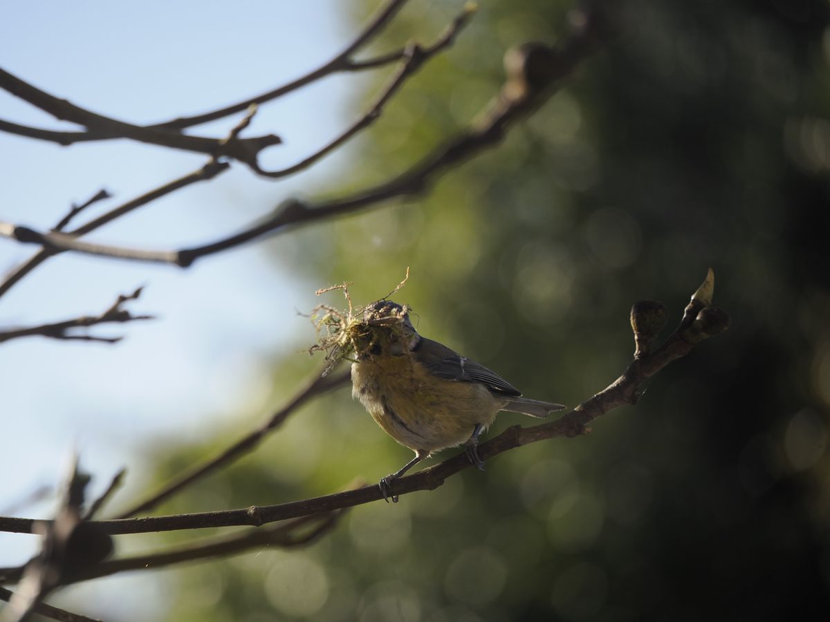 Wildlife photo bluetit in a tree with moss ready to build a nest