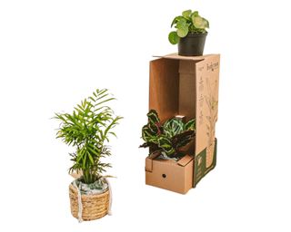 Plant in pot next to cardboard box