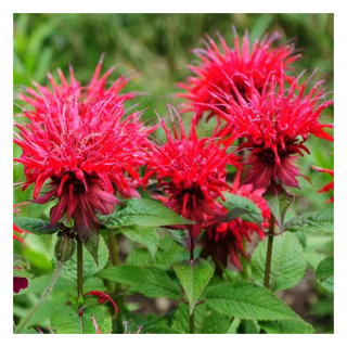 A bunch of red bee balm flowers