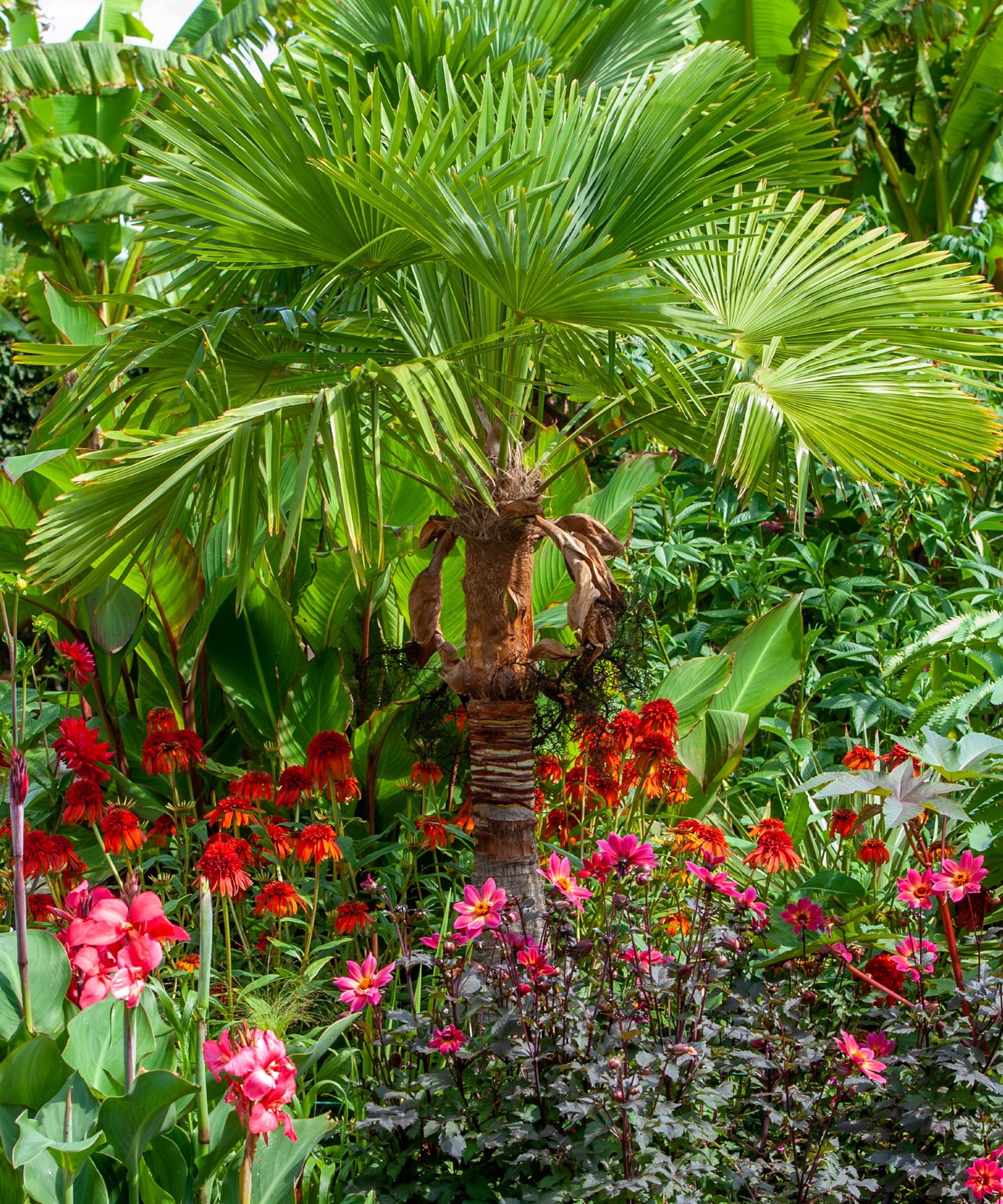 How to trim palm trees safely expert advice to follow Homes & Gardens