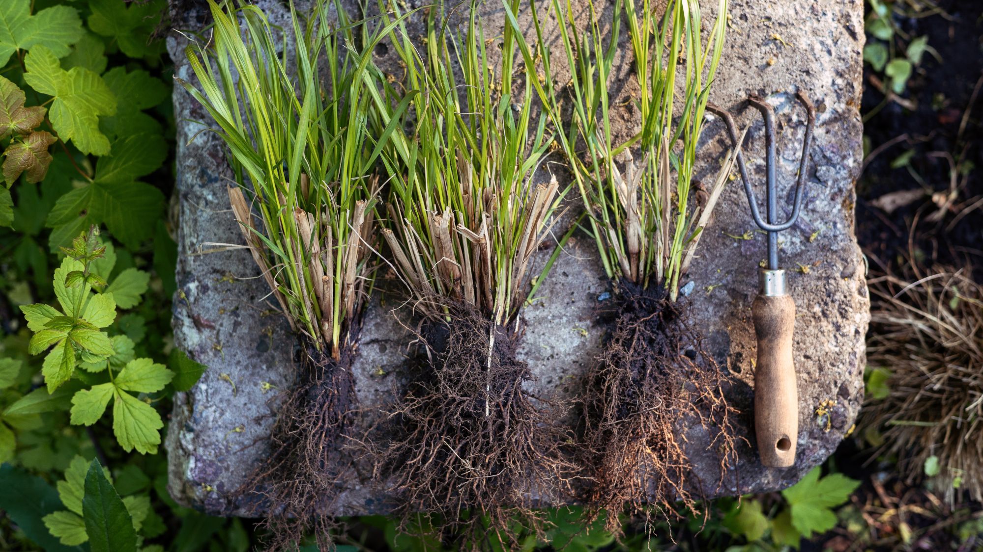 divide ornamental grasses