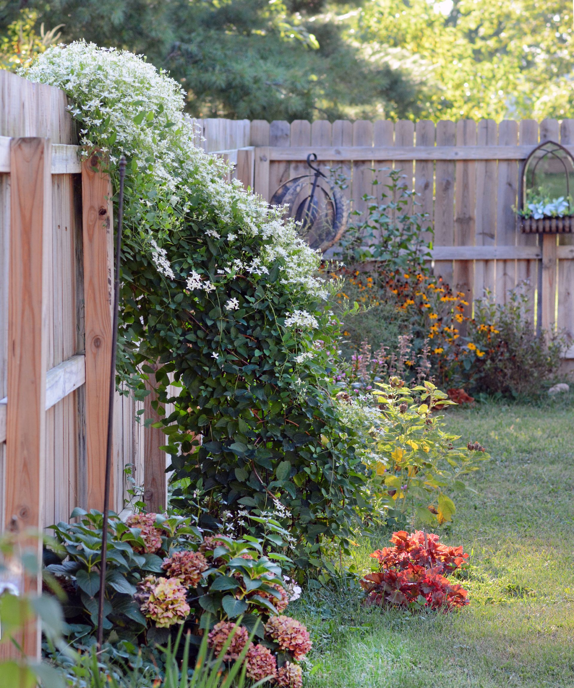 Sweet autumn clematis spreads and blooms heavily on a sturdy wooden privacy fence in a backyard garden. It is a fast-growing, non-native perennial vine that has a wonderful smell.