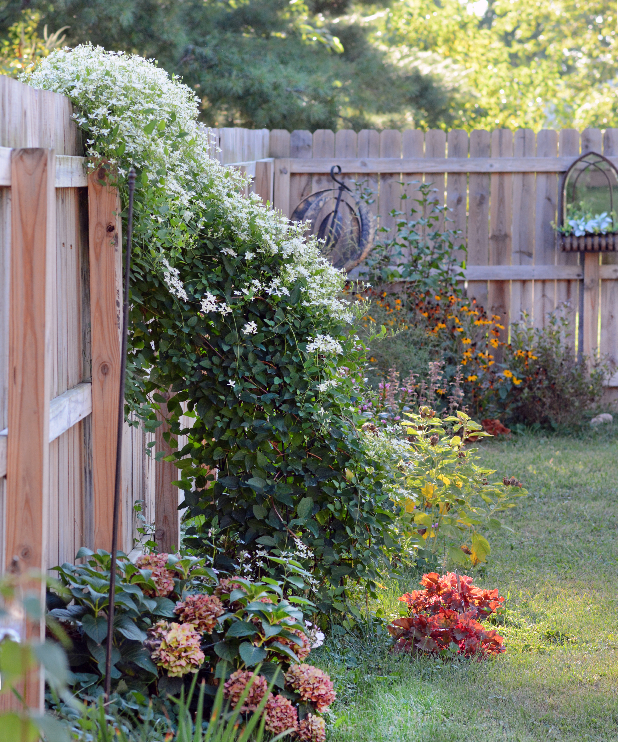 Sweet autumn clematis spreads and blooms heavily on a sturdy wooden privacy fence in a backyard garden. It is a fast-growing, non-native perennial vine that has a wonderful smell.