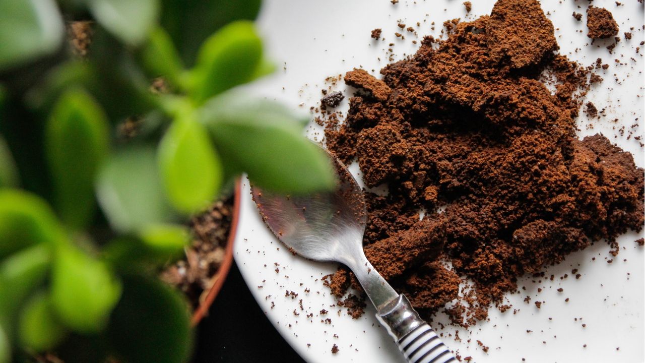 Why put coffee filters at the bottom of plant pots