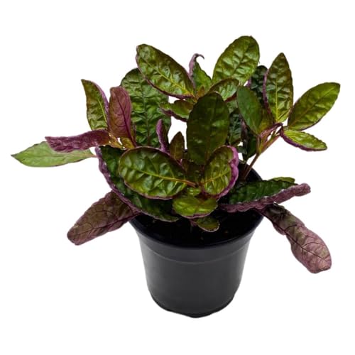 Bubbleblooms Waffle Plant 4 Inch Strobilanthes Alternata