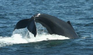 A humpback whale's tail. 