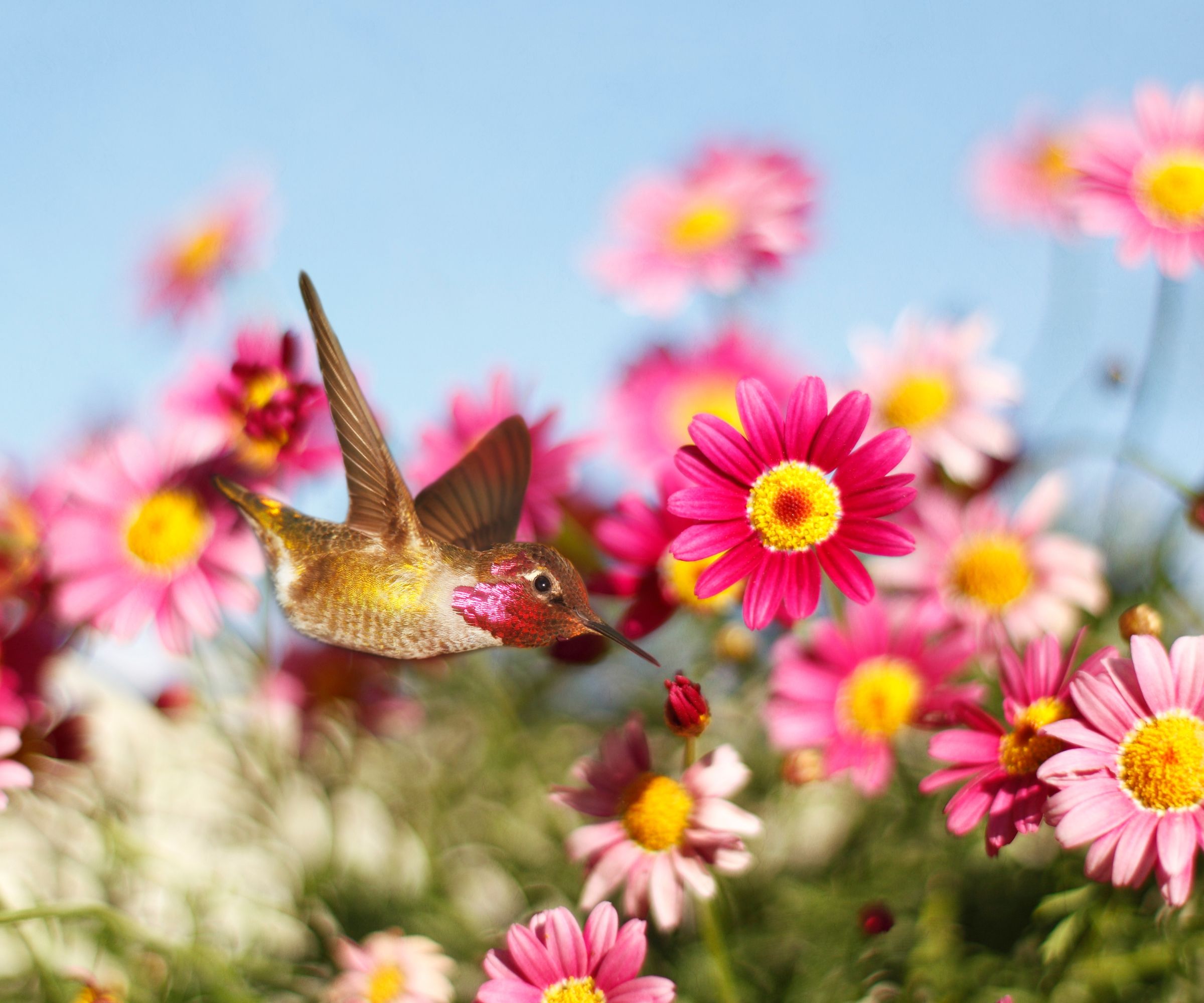 Allen's hummingbird enjoying pink Marguerite daisies.