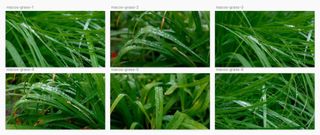 Birchler Grass Overview