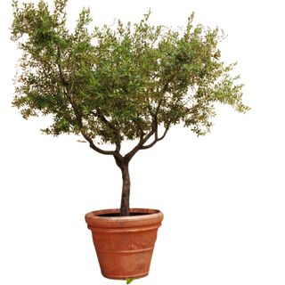 A potted olive tree