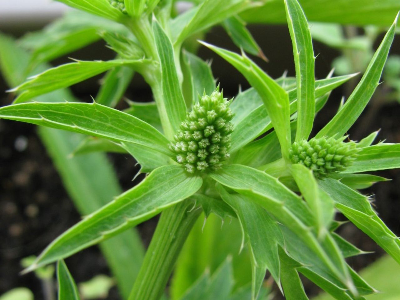 Culantro Herbs