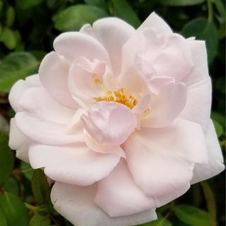 Rosa 'New Dawn' (Climbing Rose)