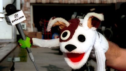The pets.com sock-puppet dog stars in a commercial for the company, Los Angeles, California, January 11, 2000. The pet products company shut down after failing to secure a financial backer or buyer.