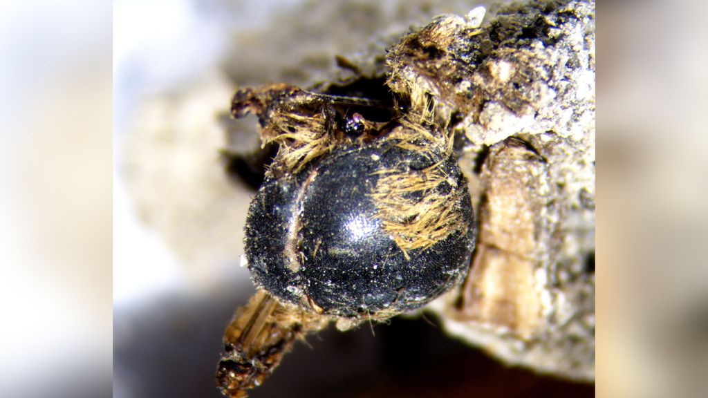 3,000-year-old mummified bees are so well preserved, scientists can see ...