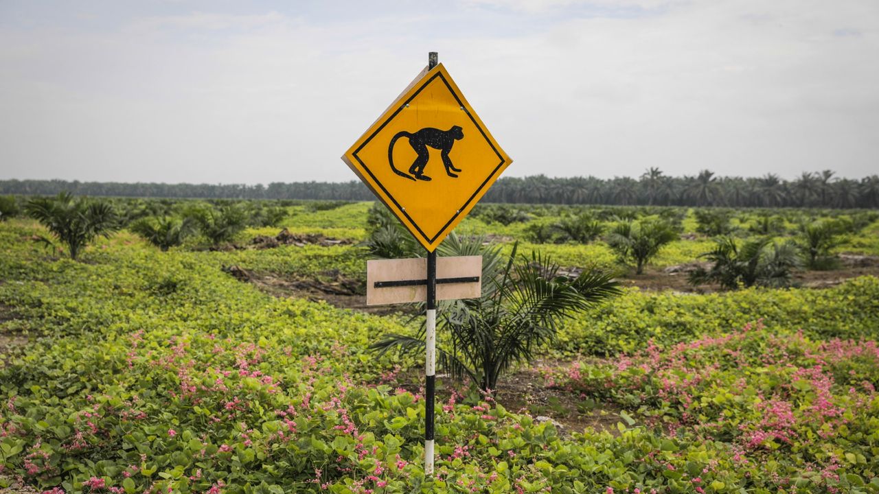 A caution sign warning of the presence of monkeys at the United Plantations Bhd palm estate in Perak, Malaysia