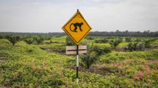 A caution sign warning of the presence of monkeys at the United Plantations Bhd palm estate in Perak, Malaysia