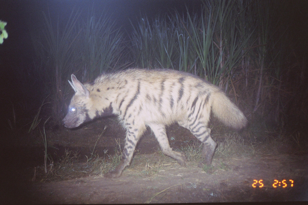 endangered species, leopards, leopard photos, western Maharashtra animals