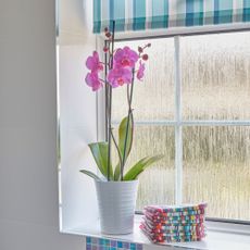 Orchid houseplant growing on bathroom windowsill