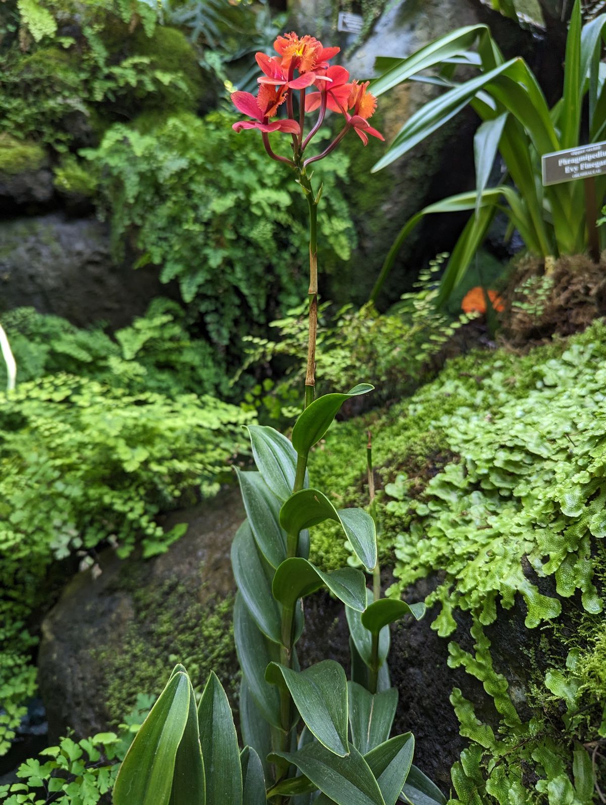 Flower photos taken with the Google Pixel 7 Pro