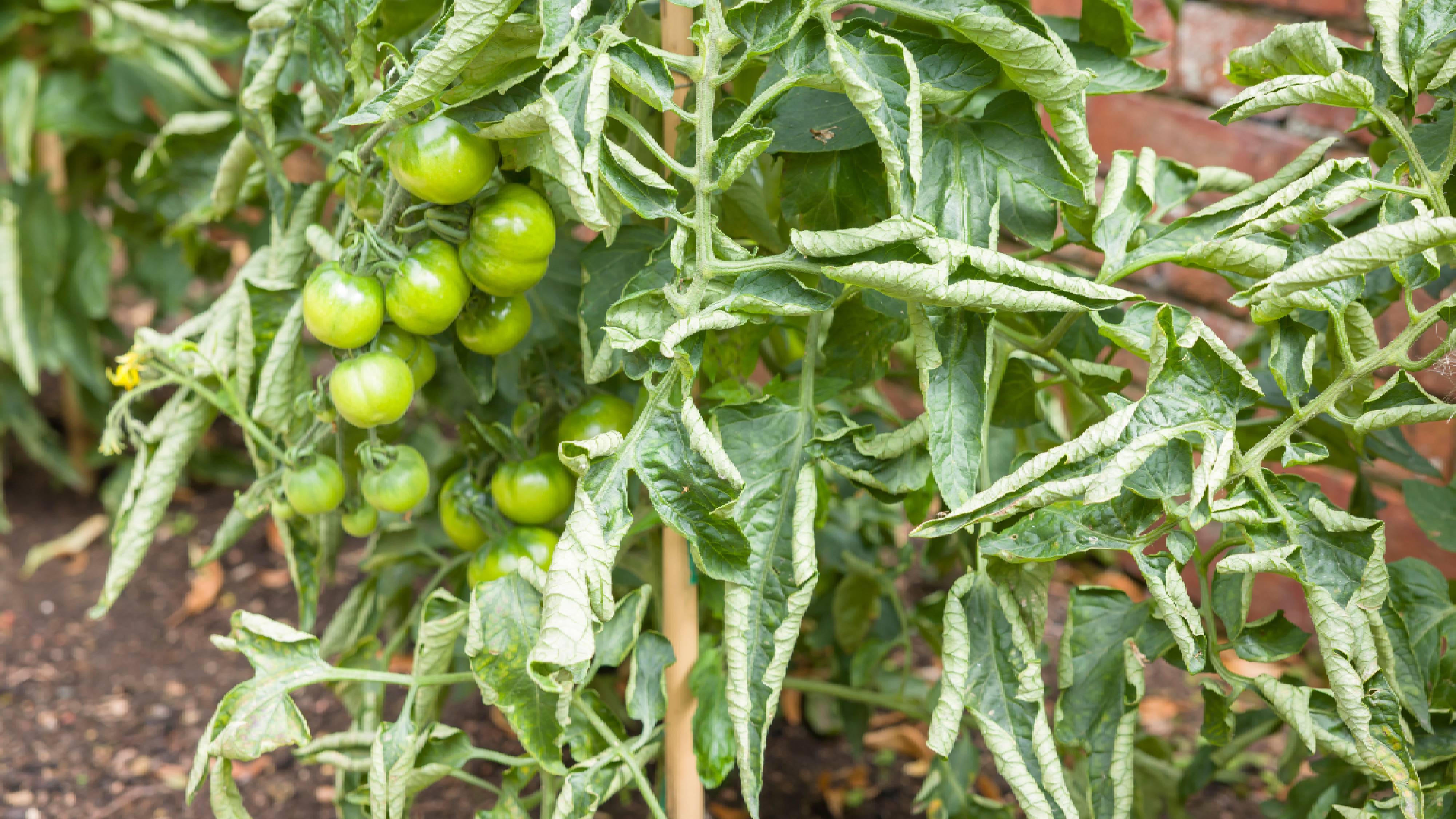 Ripening tomato plant with curled leaves