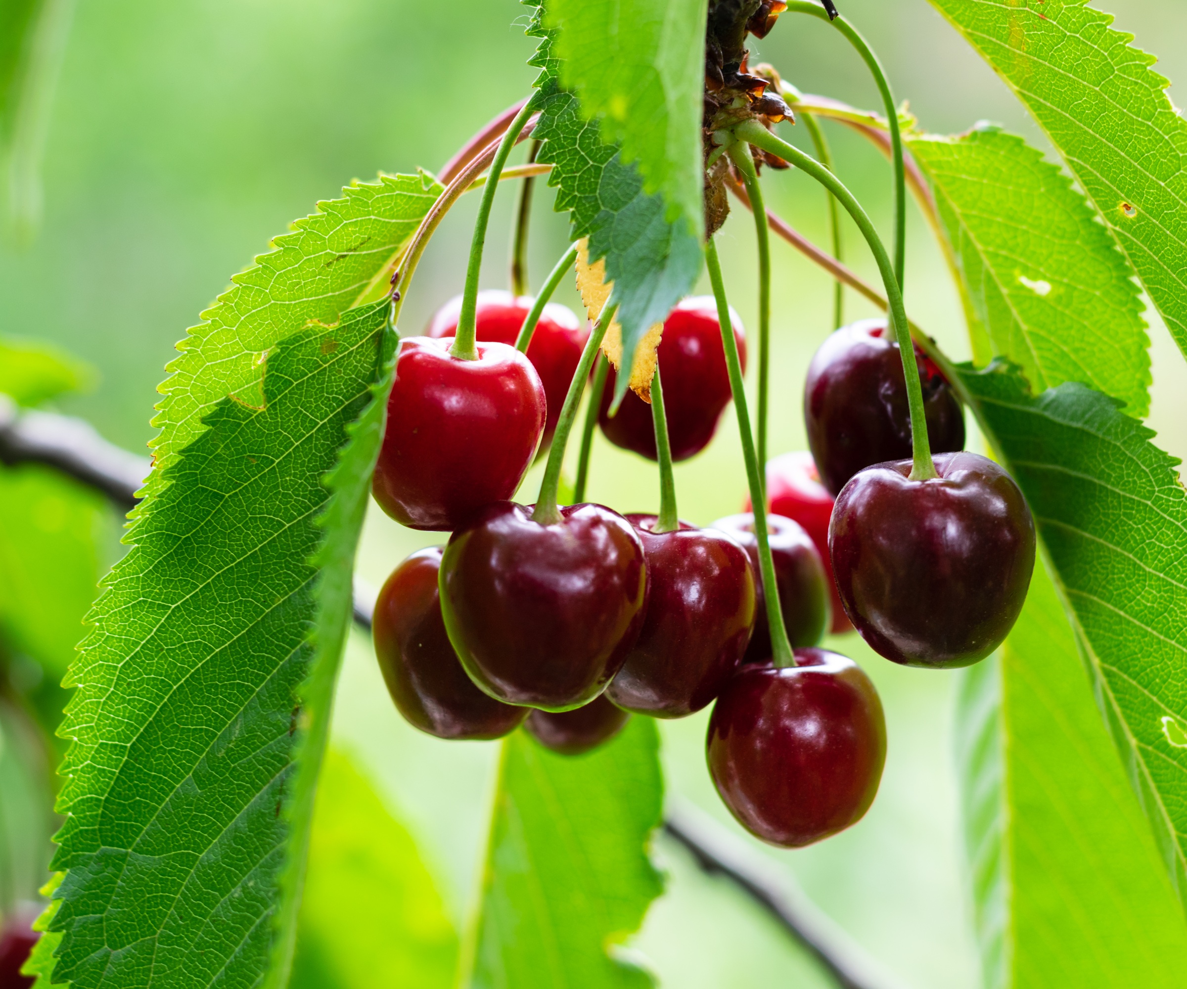 ripe cherries on tree
