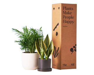 Two houseplants next to cardboard box