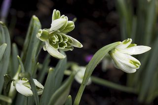 snowdrops