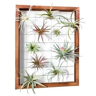 Mkono Air Plant Frame Hanging Airplant Holder Tillandsia Display Hanger Wooden Shelf Wall Decor for House Plants, Succulent, Christma Gifts for Plant Lovers, 16