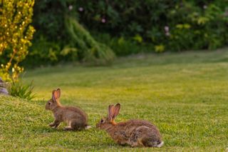 two rabbits on lawn