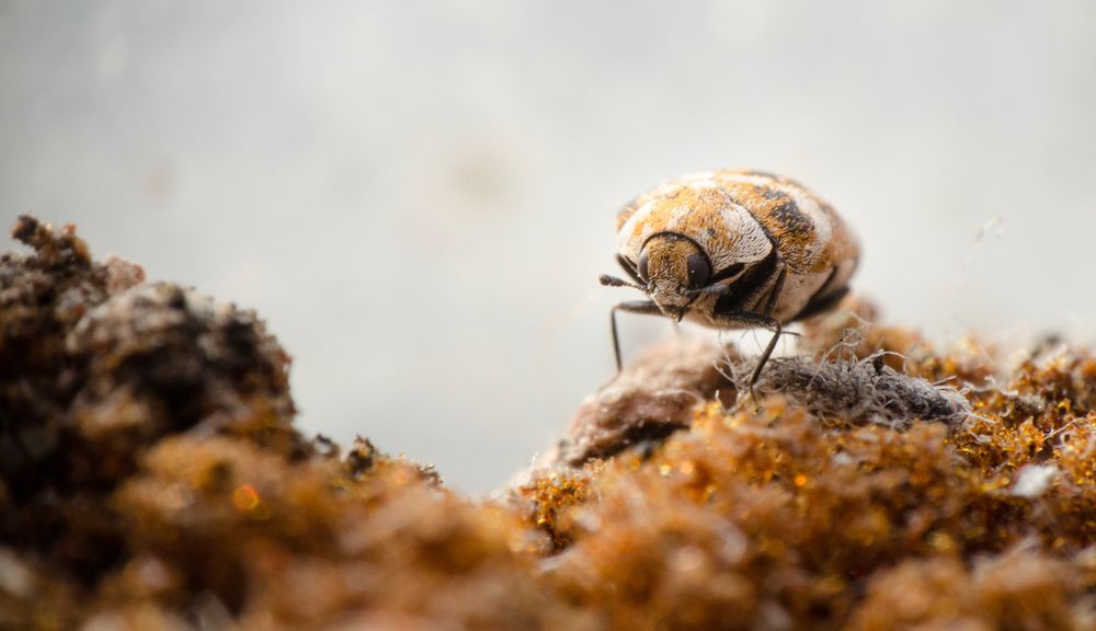 carpet beetle