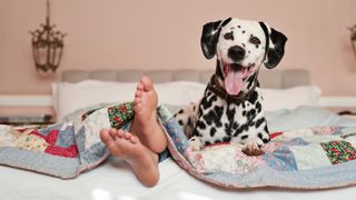 Person's feet sticking out of bed with Dalmatian sat beside