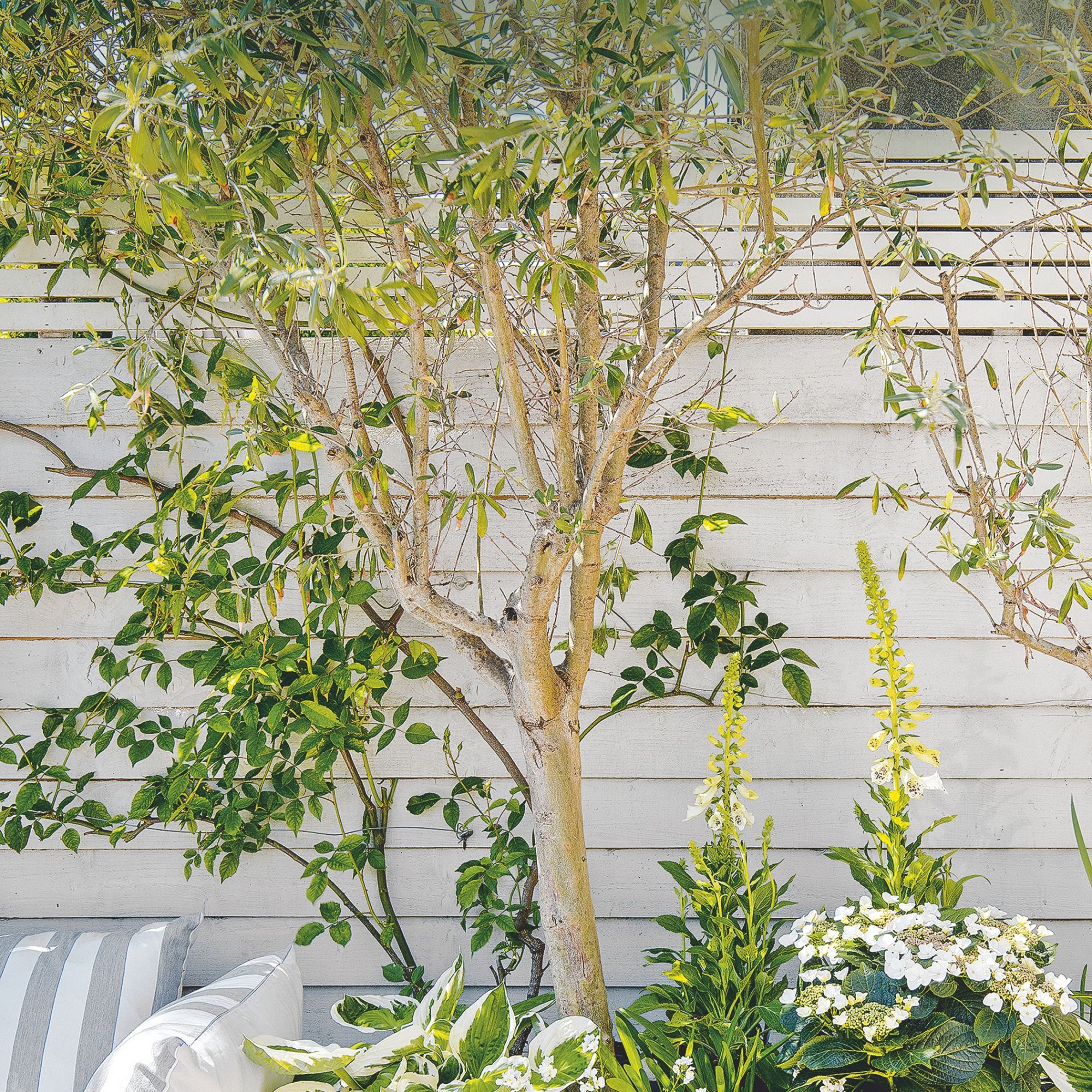 A small tree against a white fence