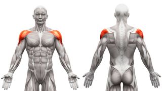 A picture of the front and rear deltoid muscles