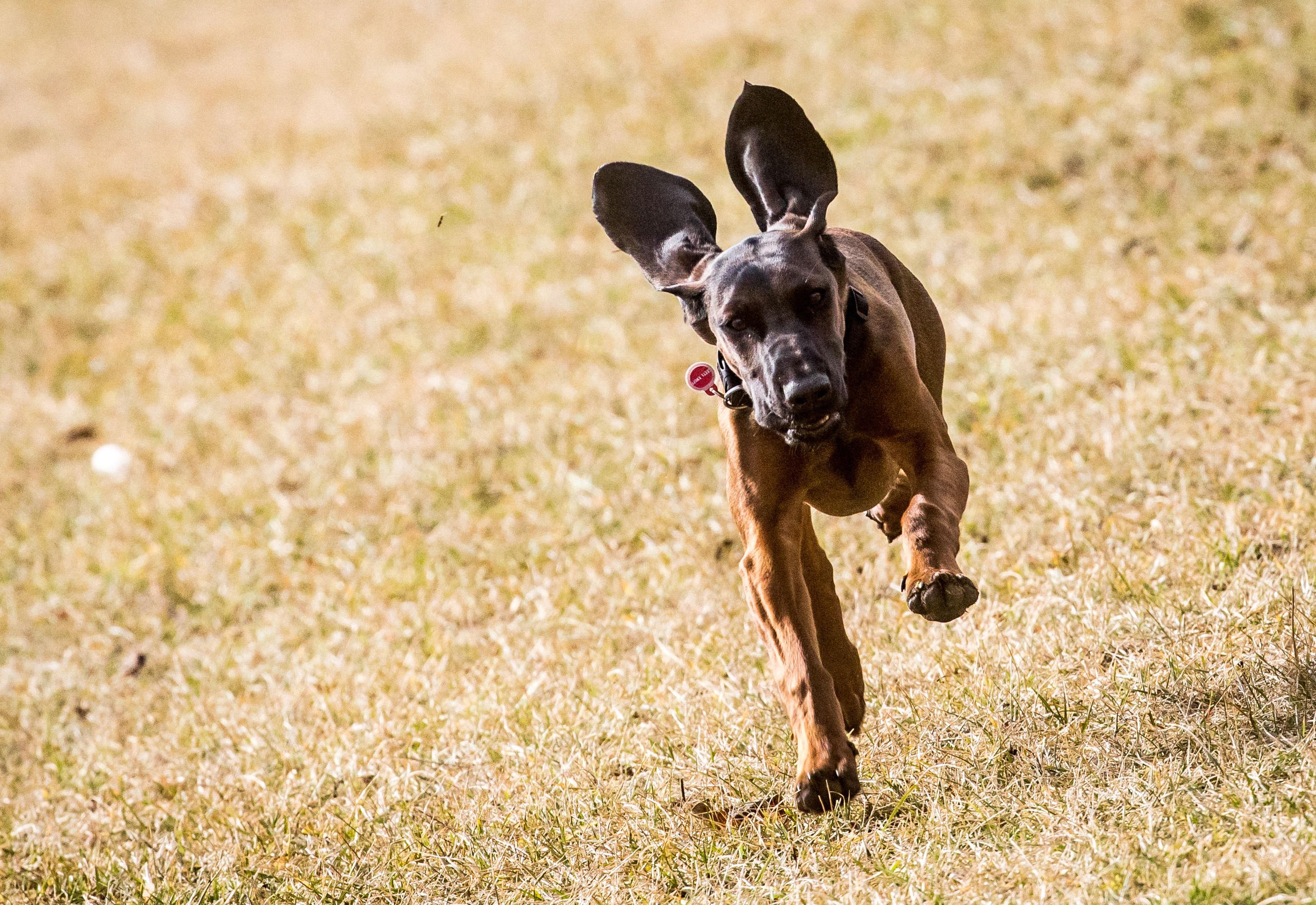 邦楽 HOUND DOG Early Days 20th Anniversary This agile dog can follow faint, hours-old scent trails through