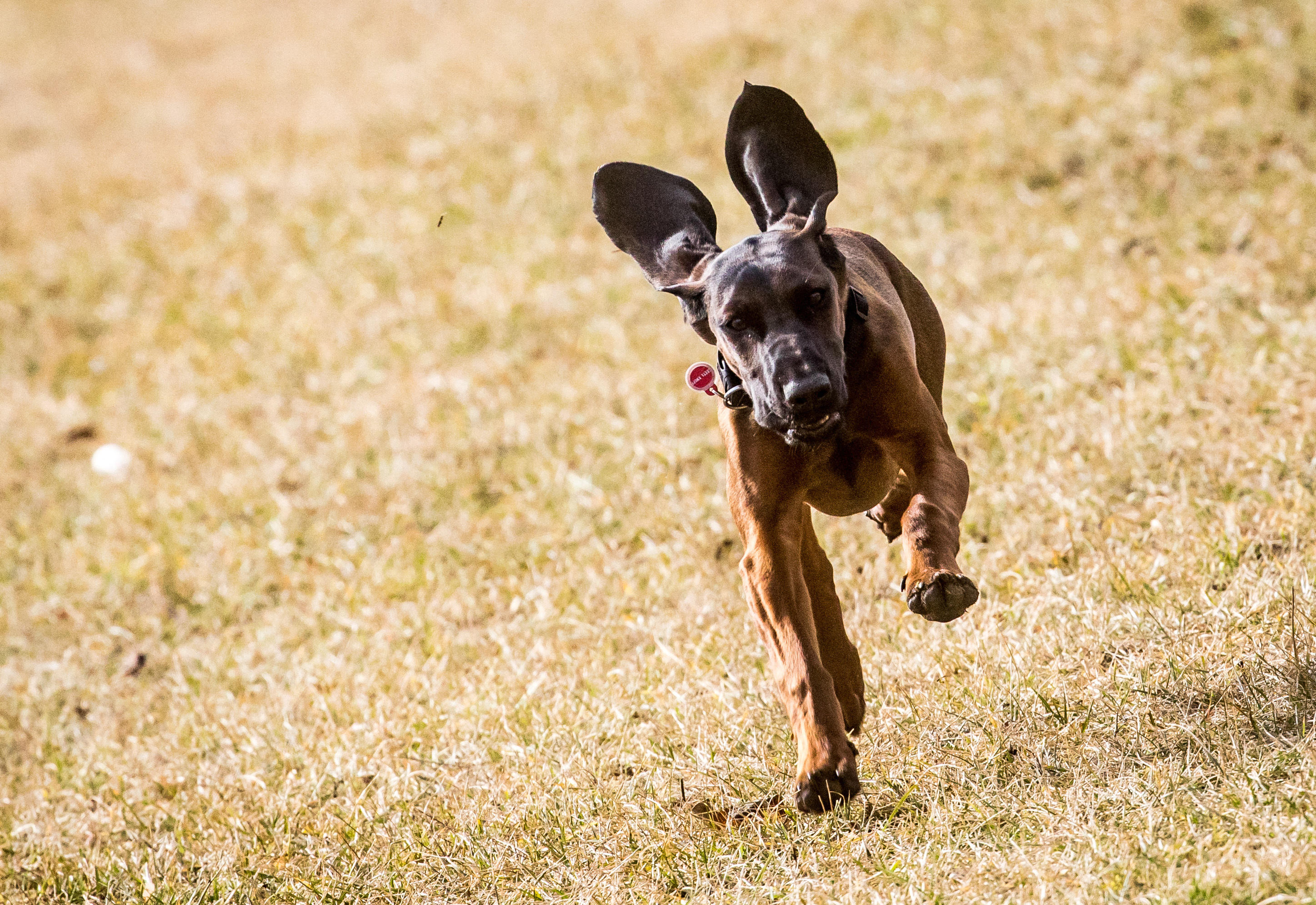 Bavarian mountain hound