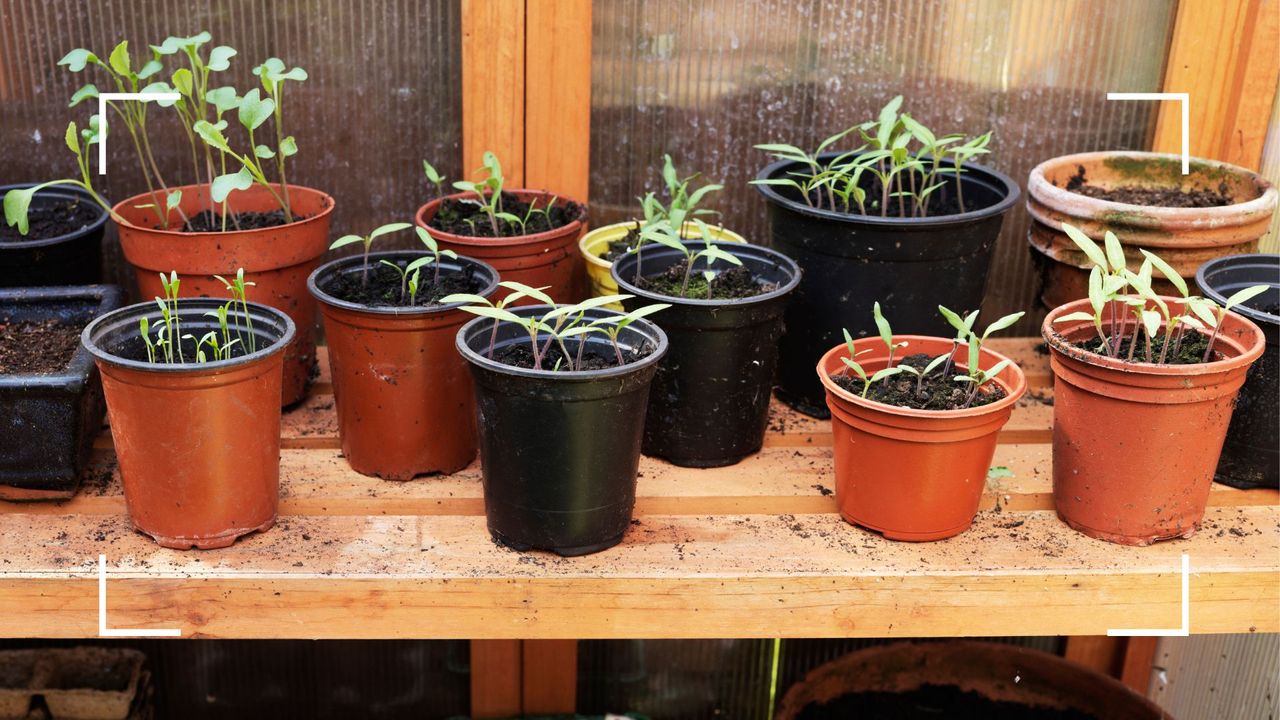 picture of plastic plant pots in greenhouse to support the B&amp;Q plastic plant pot recycling scheme 