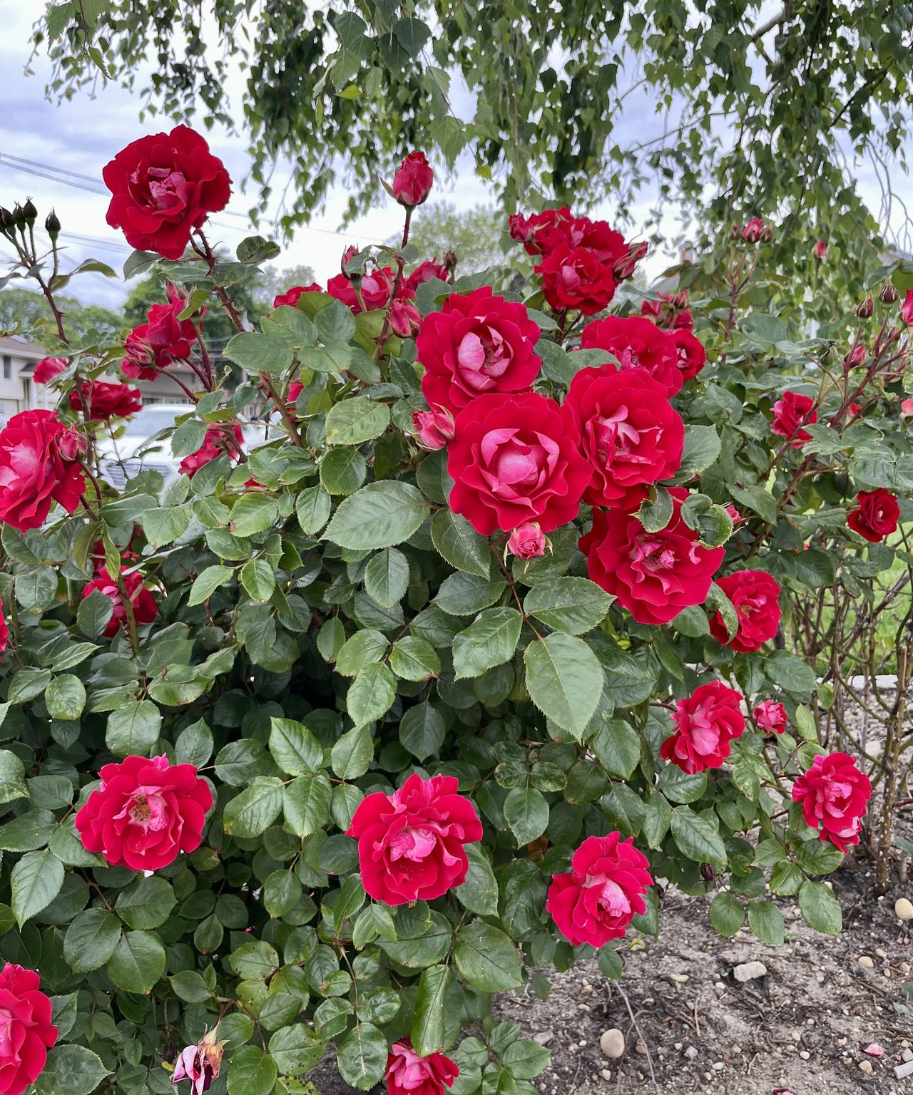 When and how to prune Knock Out roses expert trimming tips