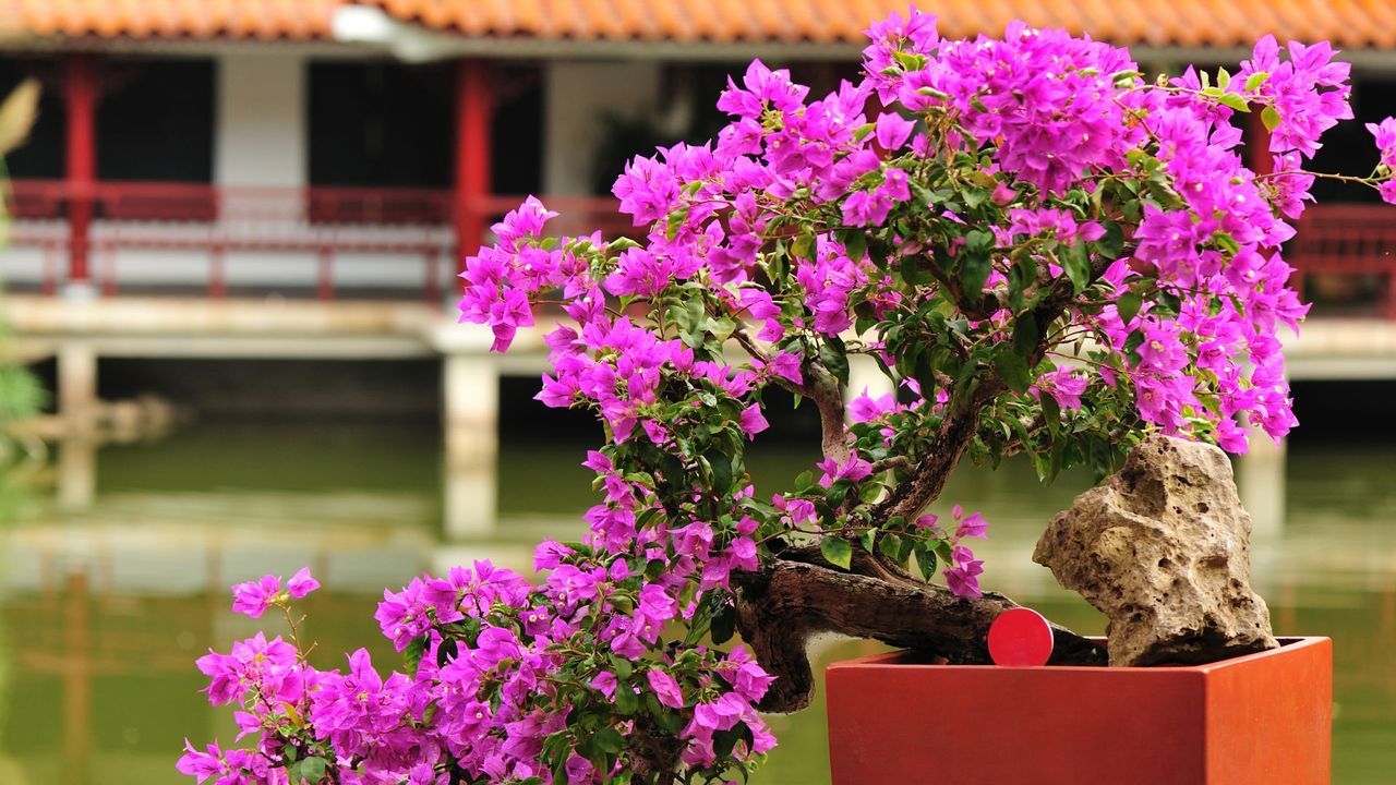 A pink bougainvillea bonsai tree