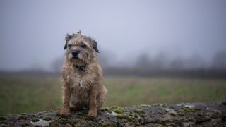 Border Terrier