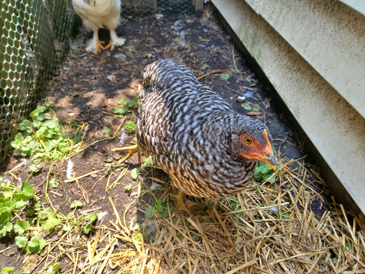 Samsung Galaxy Z Flip 5G camera samples